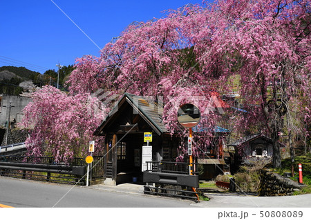 4月 檜原村14しだれ桜と人里ﾊﾞｽ停の写真素材