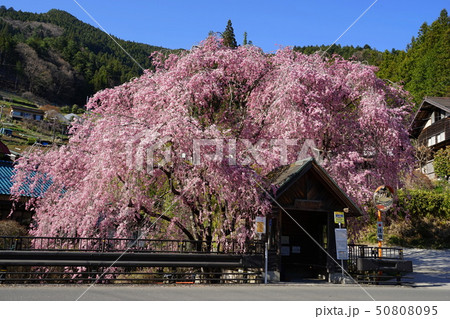 4月 檜原村08しだれ桜と人里バス停 4月 檜原村08しだれ桜と人里バス停 50808095