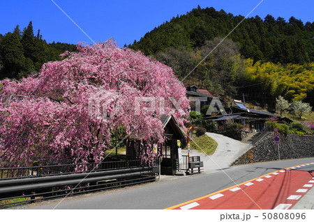 4月　檜原村07しだれ桜と人里ﾊﾞｽ停 50808096