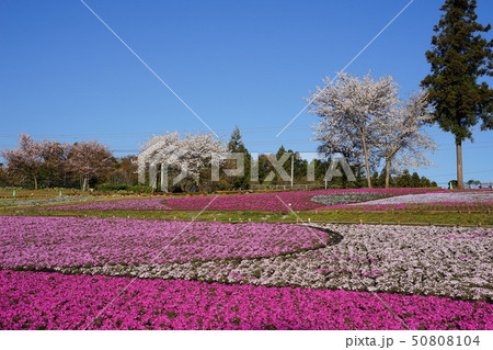 4月 秩父55桜と芝桜・羊山公園 4月 秩父55桜と芝桜・羊山公園 50808104