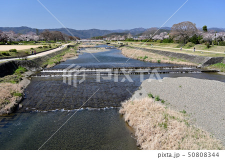 春の鴨川風景 50808344