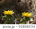 福寿草の花 50808534