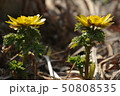 福寿草の花 50808535