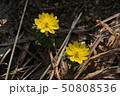 福寿草の花 50808536