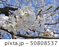 春の桜 50808537