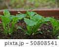 大根の葉 50808541