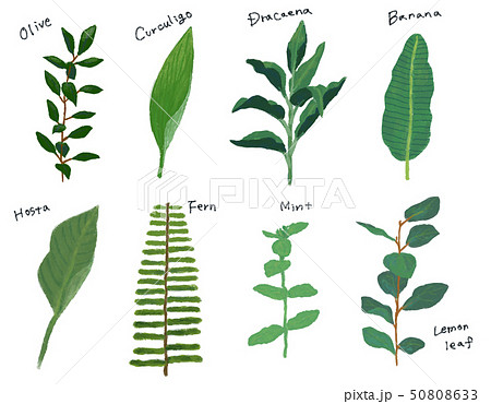 手描きの植物スケッチのイラスト素材
