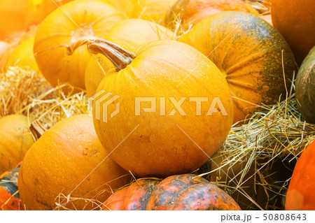 Orange round pumpkin close-up Orange round pumpkin close-up 50808643