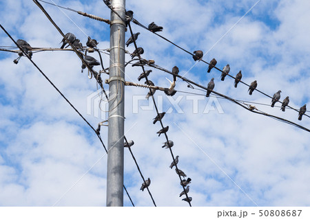 Pigeons on electric concrete pole Pigeons on electric concrete pole 50808687