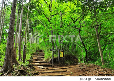 秦野市 弘法山公園ハイキングコース 野菊と信仰の道分岐(高取山、大山方面) 秦野市 弘法山公園ハイキングコース 野菊と信仰の道分岐(高取山、大山方面) 50809006