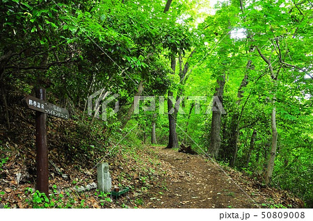 秦野市　弘法山公園ハイキングコース　野仏の道 50809008