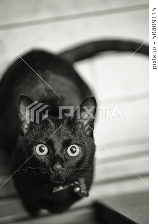 見上げる子猫 見上げる子猫 50809115