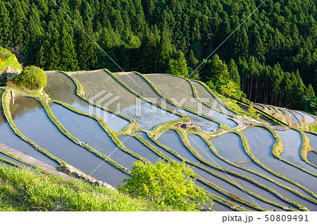丸山千枚田 丸山千枚田 50809491