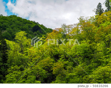 新緑萌える山 50810266