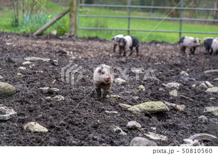Saddleback Piglets 50810560
