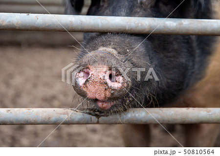 Saddleback sow pig snout 50810564