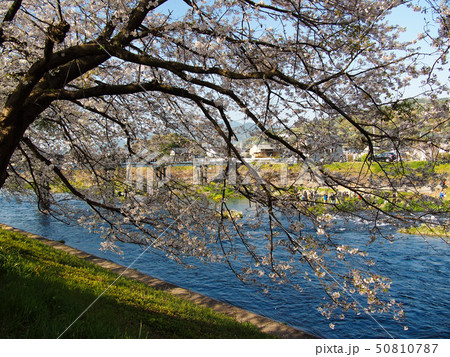龍巌淵の桜 龍巌淵の桜 50810787