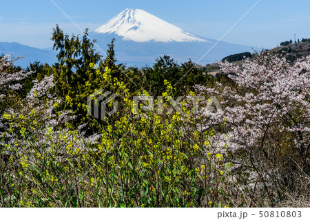 富士山（函南） 50810803