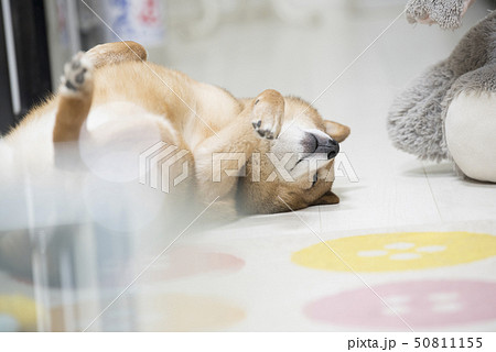 遊び疲れた柴犬の写真素材