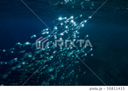 Underwater view with tuna school fish in ocean Underwater view with tuna school fish in ocean 50811415