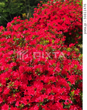 赤いツツジの花の写真素材