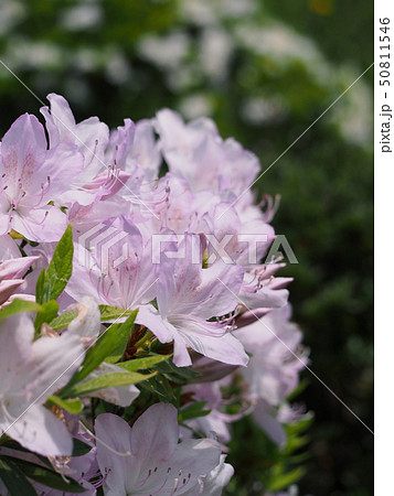 ツツジの薄いピンクの花の写真素材