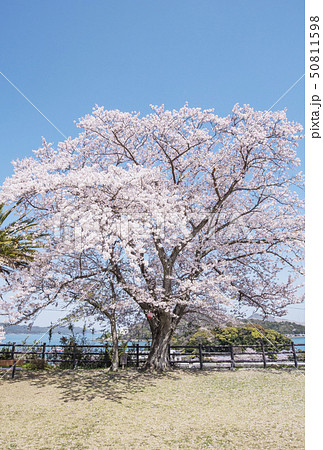 鳥羽城跡の桜　一本桜嘉隆桜　伊勢志摩観光　鳥羽城山公園　九鬼水軍 50811598