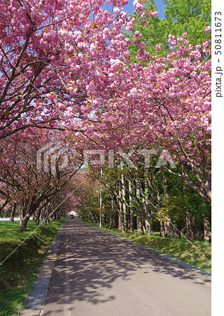 桜 函館 石崎地主海神社 桜 函館 石崎地主海神社 50811673