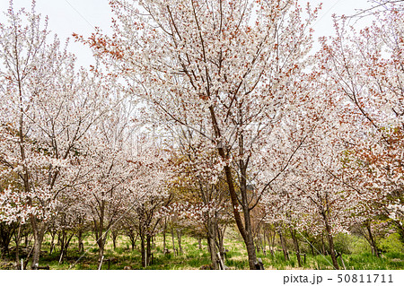 山桜（湯河原梅林） 50811711