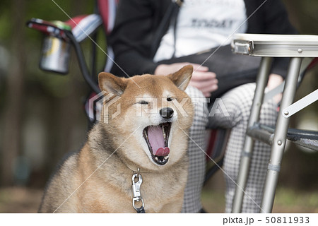 ピクニックに来た柴犬 ピクニックに来た柴犬 50811933