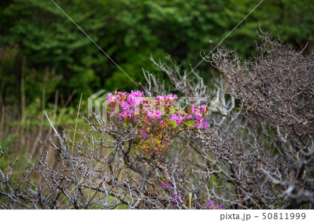 花 花 50811999