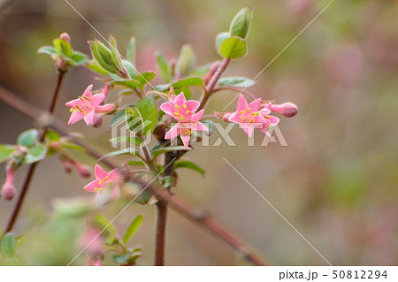 ピンク色のウグイスカグラの花咲く ピンク色のウグイスカグラの花咲く 50812294