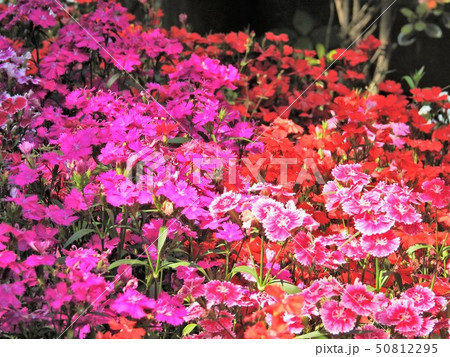 ナデシコの花 ナデシコの花 50812295