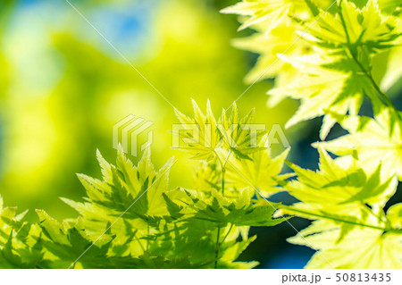 新緑　癒し　【長野県】 50813435