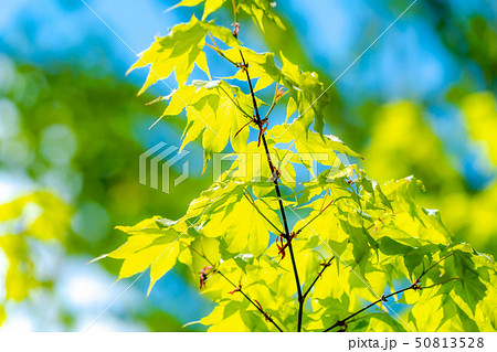 新緑　癒し　【長野県】 50813528