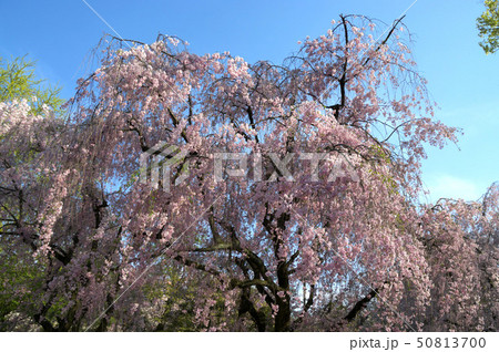二条城のシダレザクラ 二条城のシダレザクラ 50813700