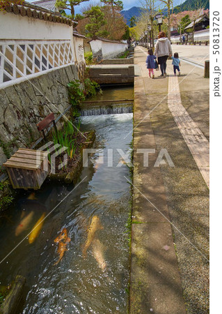 島根(山陰の小京都)の津和野 殿町通りの掘割の鯉 50813720