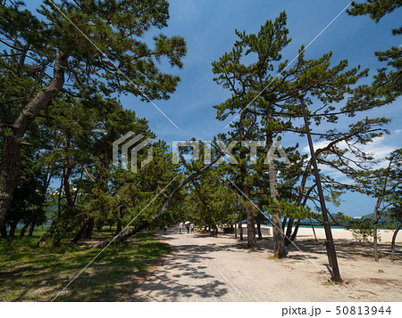 日本三景の天橋立 新緑の丹後半島天橋立 日本三景の天橋立 新緑の丹後半島天橋立 50813944