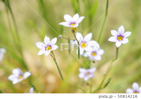 天に向かう花 天に向かう花 50814216