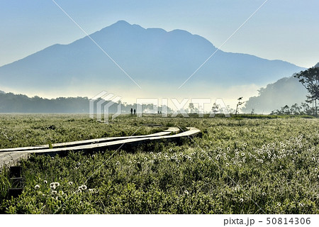 朝霧の尾瀬ヶ原にワタスゲと木道に燧ヶ岳 50814306