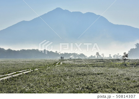 朝霧の尾瀬ヶ原にワタスゲと木道に燧ヶ岳 50814307