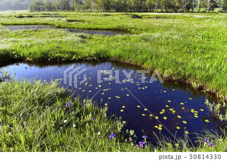 朝霧の尾瀬ヶ原にワタスゲと池塘 50814330