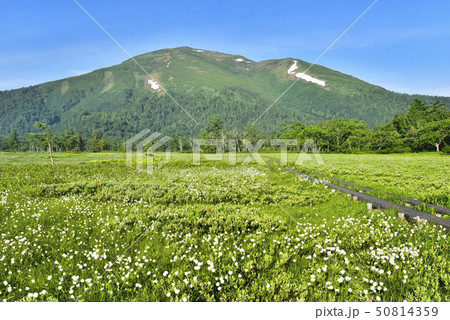 新緑の尾瀬ヶ原にワタスゲと木道に至仏山 50814359