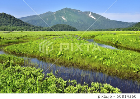 新緑の尾瀬ヶ原にカキツバタと川に至仏山 50814360