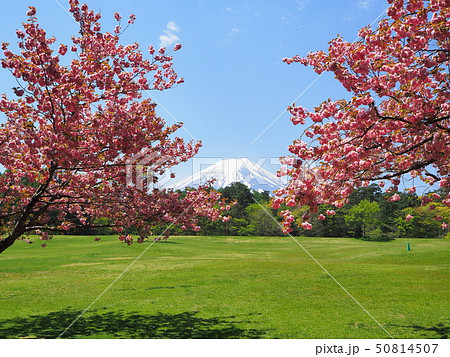 八重桜と富士 八重桜と富士 50814507
