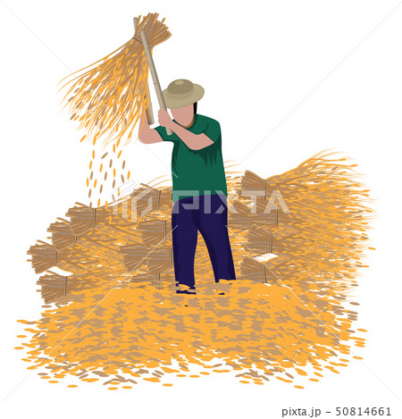 farmer thrash rice vector design farmer thrash rice vector design 50814661