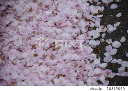 桜の花びらの絨毯 桜の花びらの絨毯 50815060