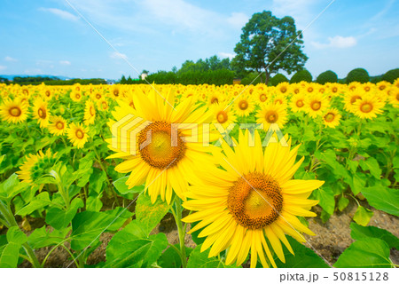 ひまわり ひまわり 50815128