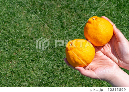 デコポン デコポン 50815899