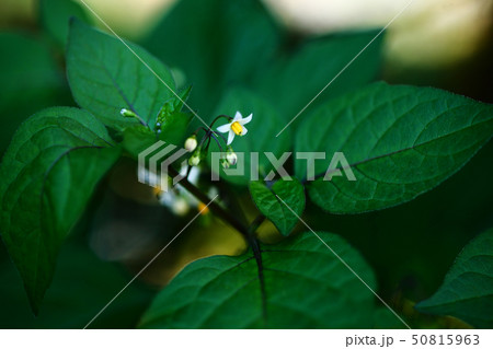 冬まで咲き続けた、ヤマホロシの花 50815963